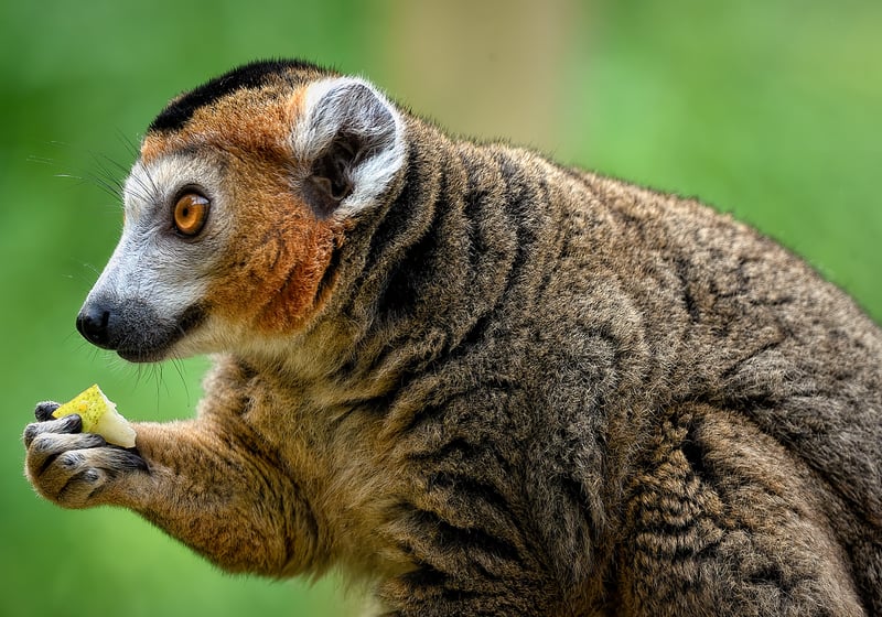 Borneo Rainforest