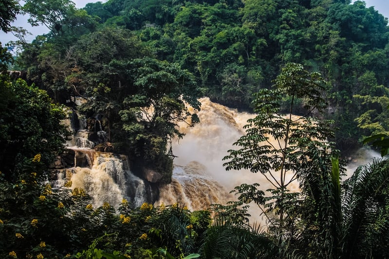 Congo Basin Rainforest