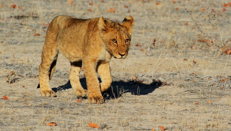 Lion in the wild