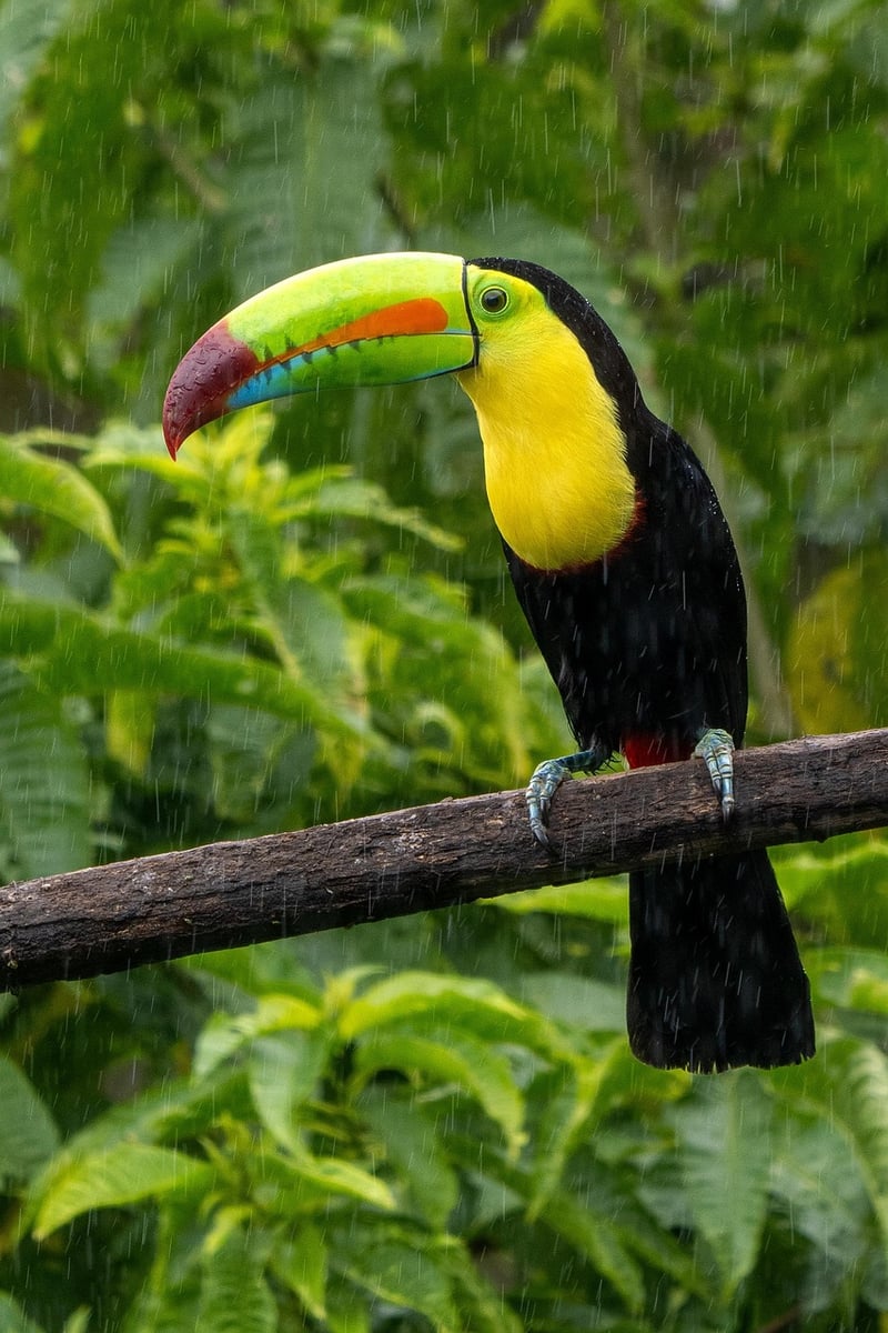 Costa Rican Rainforests